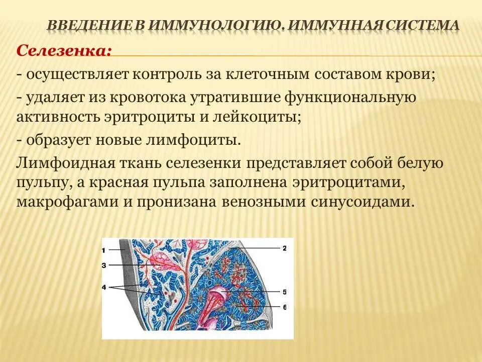 Строение селезенки иммунология. Селезенка строение и функции. Иммунная структура селезенки. Селезенка орган иммунной системы.