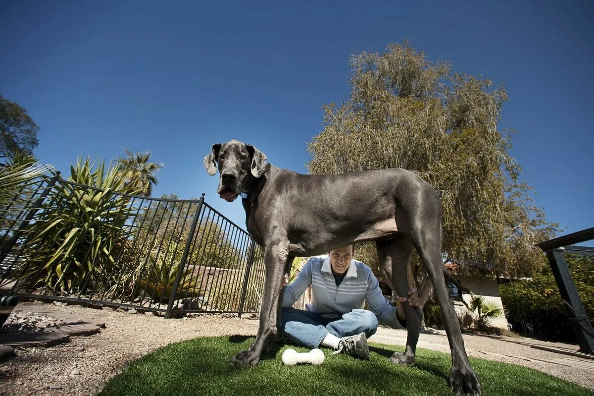 Самая большая собака название. Дог Зевс. Датский дог Гибсон. Немецкий дог гигантский Джордж. Датский дог Зевс.