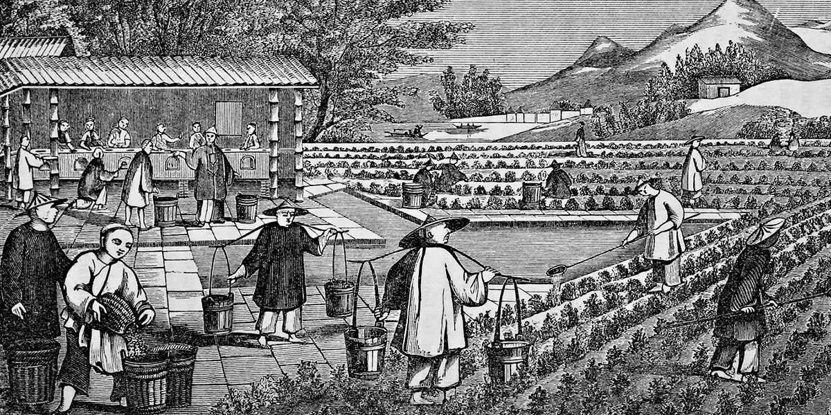 Общины китая. Экономика Японии в 18 веке. Экономика яапонии в 18 век. Чайные плантации в Индии 19 век. Экономика Японии в 19 веке.