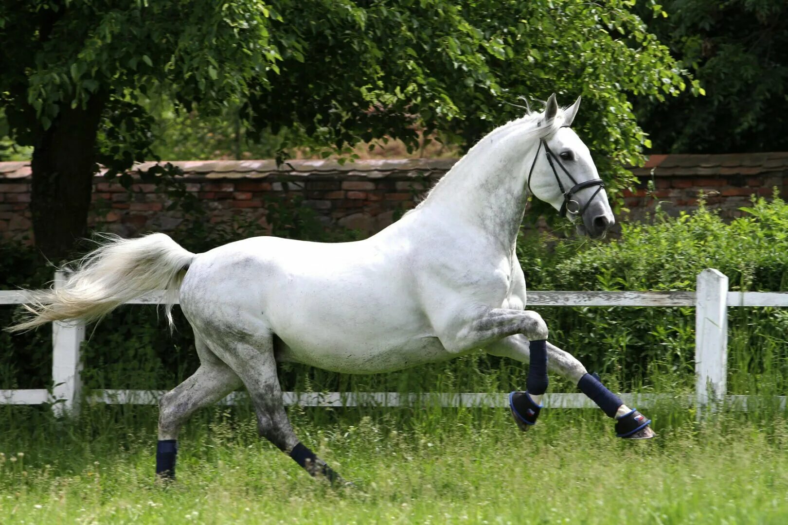Кладрубская лошадь. Кладрубская порода лошадей. Чешская порода лошадей старокладрубская. Кладрубская лошадь серая. Кладрубская лошадь белая.