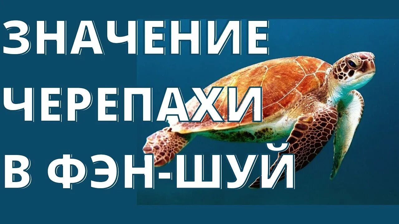 Значение черепах. Что означает черепаха. Черепаха фэн шуй. Черепахи значение в природе и жизни человека. Значение черепах в природе и жизни человека