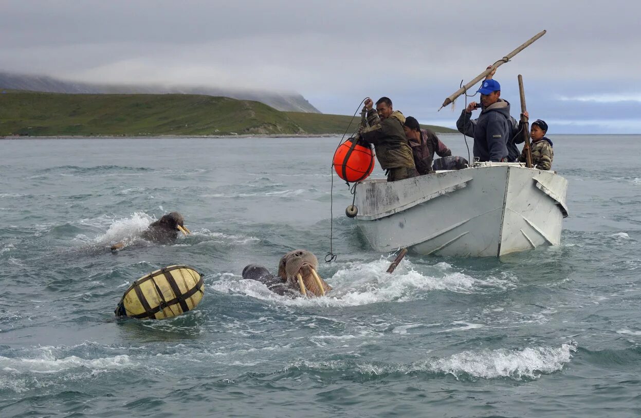 чукчи охотятся. оленеводство на чукотке. алеуты охотники. охотники и оленеводы. чукчи охотятся.