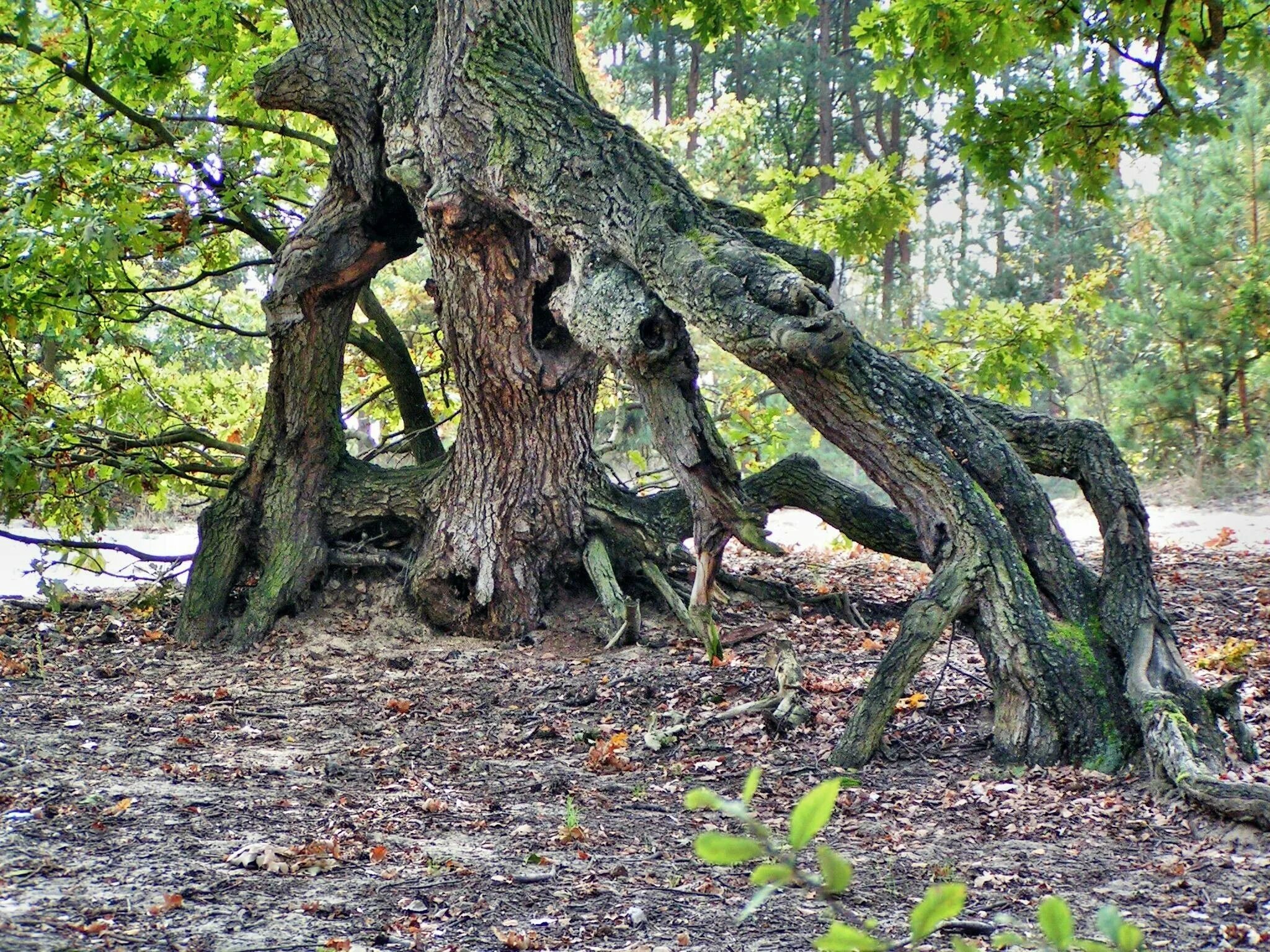 Где можно найти деревья. Дуб ангела Чарльстон США. Корни деревьев в лесу. Изогнутые деревья. Кривое дерево.