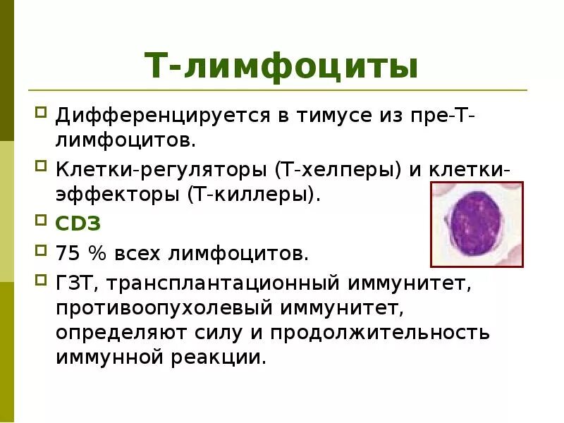 0 Лимфоциты функции. Функции т4 лимфоцитов. T И B лимфоциты. Т лимфоциты хелперы функции. Характеристика в лимфоцитов