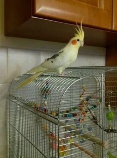 Условия для корелла