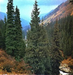 Ортағасырлық секс туралы фильмдер