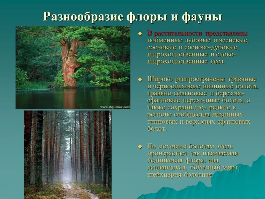 Многообразие лесов. Представители Флоры и фауны широколиственных лесов.