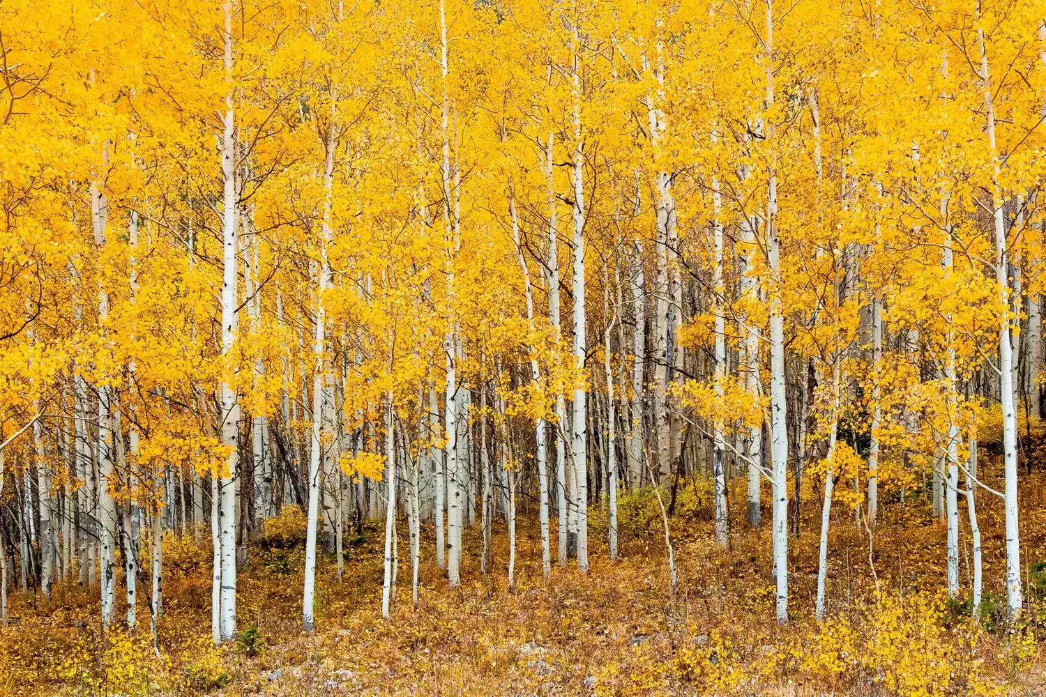 Желтые березки. Осенняя береза. Золотая осень березы. Береза осень. Осенний березовый лес.