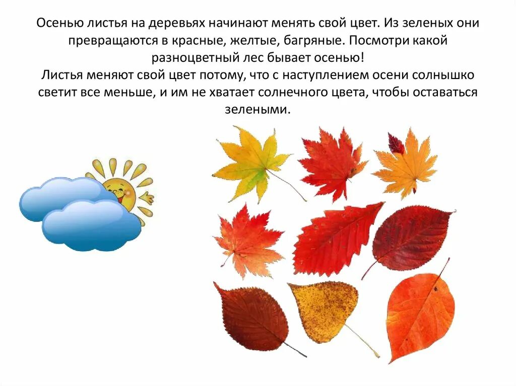 Какими цветами бывают листья. Осенние листочки для презентации. какие бывают листочки осенью. какого цвета бывают листья осенью. какие бывают листья деревьев осенние.