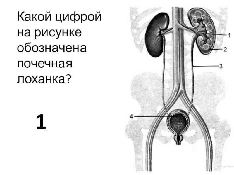 Почечная лоханка рисунок. Выделительная система человека лоханки\. Почечные лоханки обозначены на рисунке цифрой. Выделительная система человека схема без подписей. Выделительная система почечная лоханка.