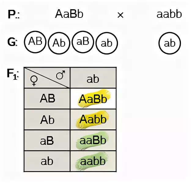 Гамет генотипа aabbcc. Дигибридное скрещивание AABB AABB. Генотип при скрещивании AABB Х AABB. Скрещивание ААВB × AABB. Схема AABB X AABB.