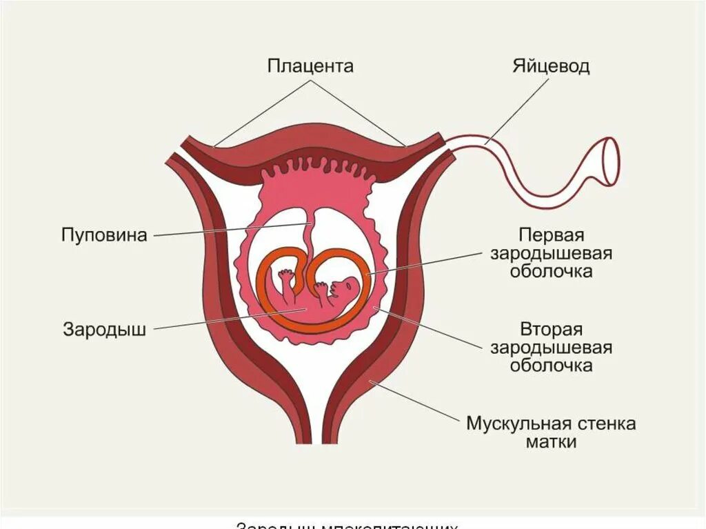 Орган матка функция