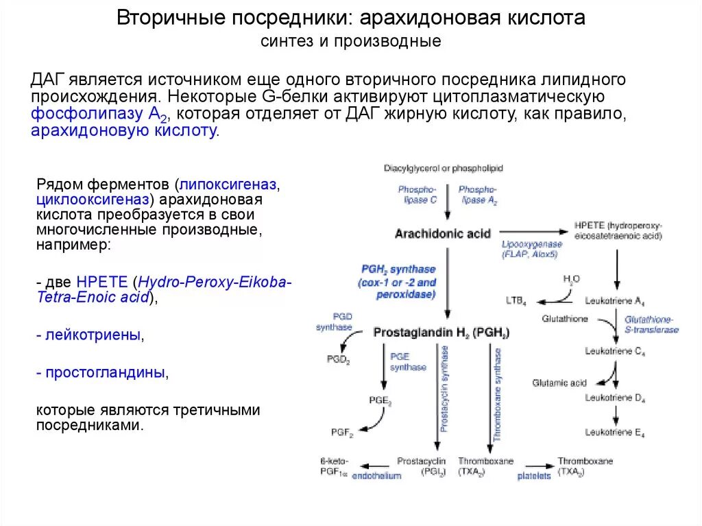 Арахидоновая кислота вторичный посредник. Вторичные посредники действия гормонов производные жирных кислот. Арахидоновая кислота биохимия. Вторичные посредники действия гормонов.