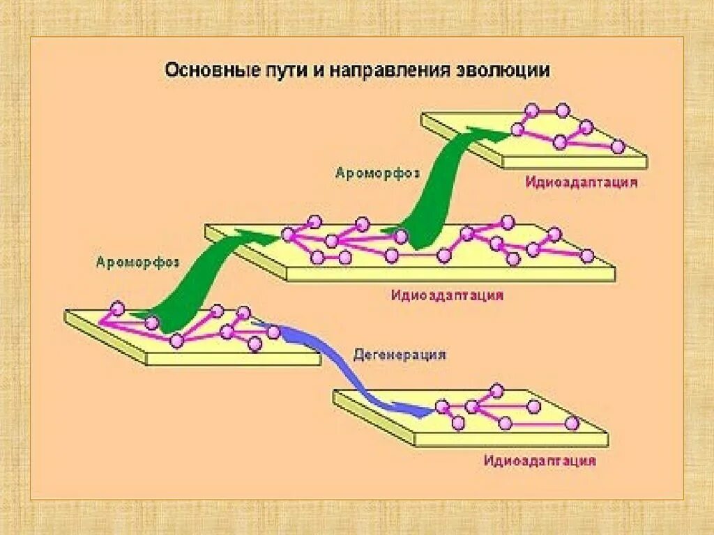 Направления эволюции ароморфоз идиоадаптация. Основные пути эволюционного процесса ароморфоз. Основные направления и путь эволюции биология. Основные пути эволюции схема. Направление биологического прогресса ароморфоз