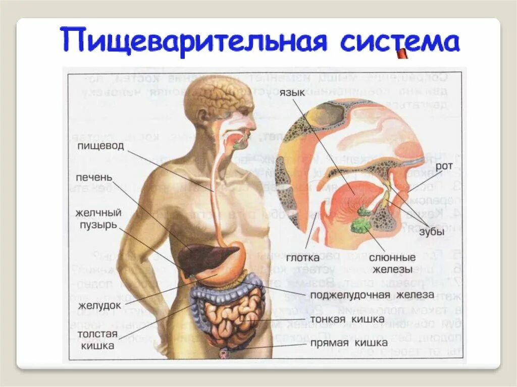 Органы пищеварения 4 класс. Пищеварительная система человека 4 класс окружающий мир схема. Системы органов человека 4 класс. Пищеварительная система человека 4 класс. Системы органов человека окружающий мир.