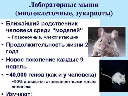 Почему важно ограничивать численность мышей крыс