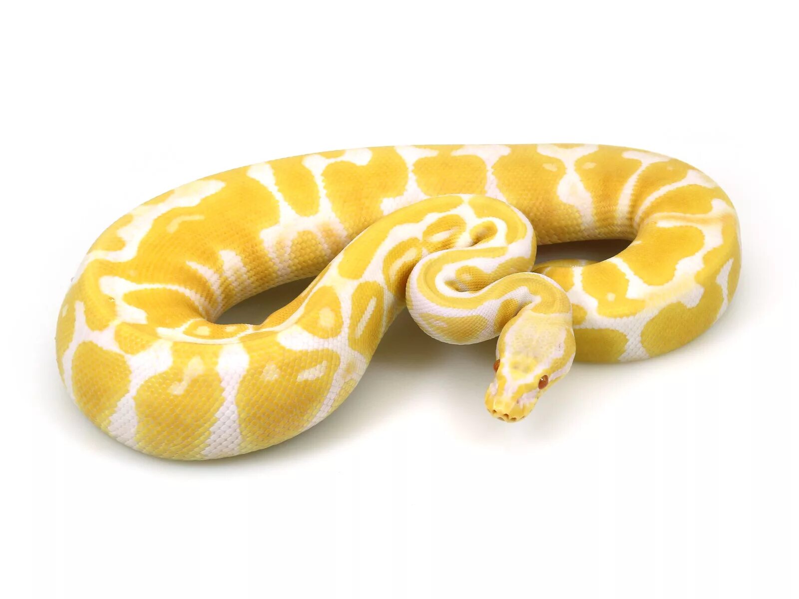 Питон рисунок. Удав змея. Изображение питон. Новогвинейский питон. Удав сетчатый питон.