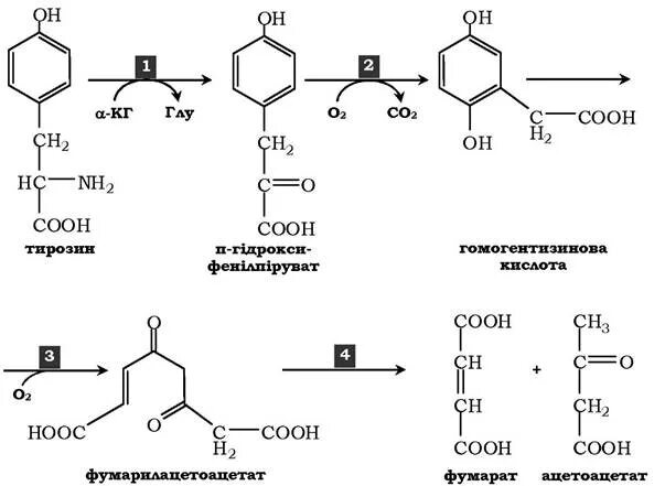 Тирозин + тирозиназа = меланин схема. Схема синтеза меланина из тирозина. Реакция превращения фенилаланина в тирозин. Пути превращения тирозина. Пэт с тирозином