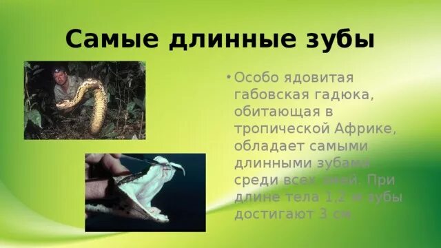 Рекорды пресмыкающихся. Рекордсмены среди рептилий. Рекордсмены среди пресмыкающихся сообщение.