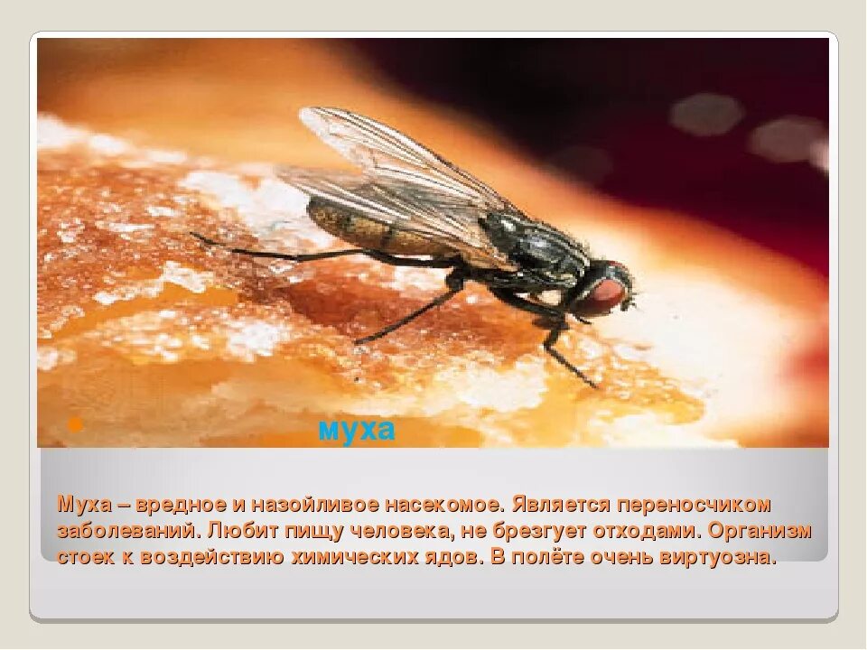 Опасна ли муха. Мухи являются переносчиками заболеваний. Муха вредное насекомое. Комнатная Муха вред. Насекомые переносчики заболеваний человека.
