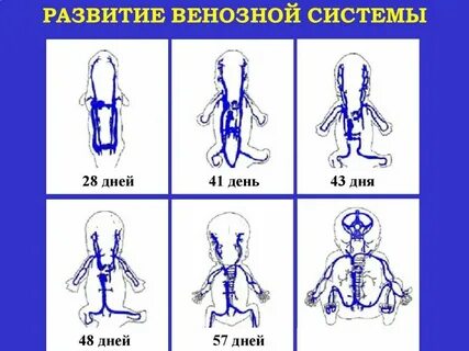 Развитие вен