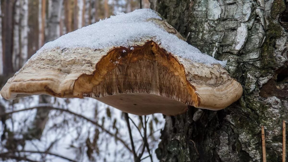 Трутовик берёзовый трутовики. Трутовик настоящий fomes fomentarius. Гриб fomes fomentarius. Гриб трутовик березовый. Трутовик свойства