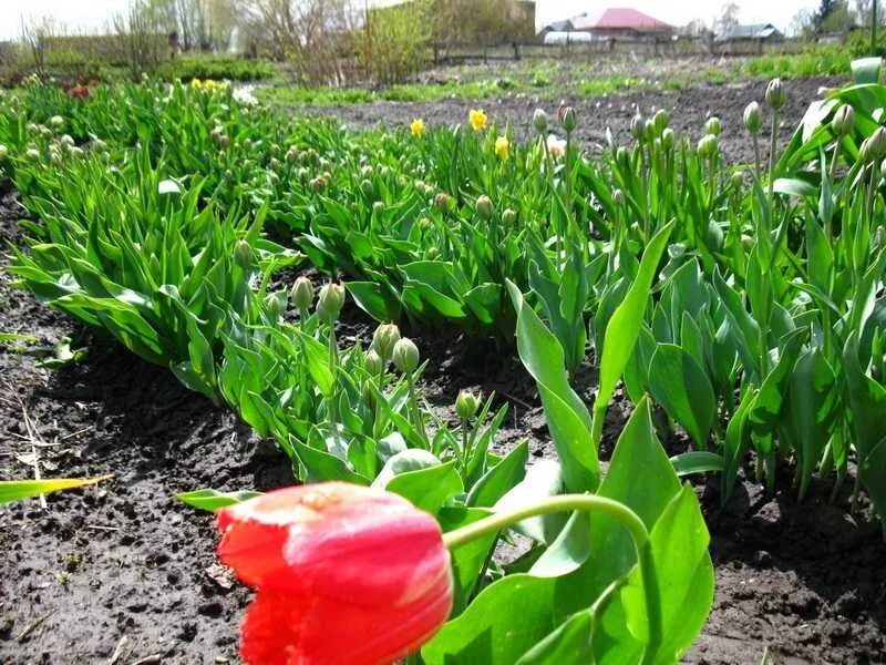 Когда можно пересаживать тюльпаны на новое место. Заморозки тюльпаны. Тюльпан до цветения. Тюльпан период цветения. Тюльпаны скрючились.