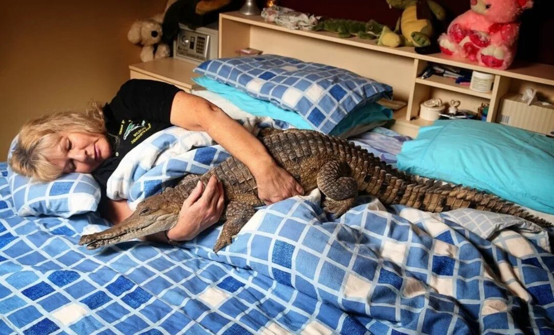 Домашний крокодил. Крокодил кайман дома. Крокодил живет дома. Миниатюрный крокодил. Нильский крокодил в квартире.