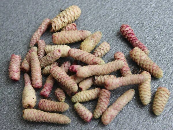 ахименесы ризомы. ризомы ахименесов. цветок ризомы ахименеса. ахименес ризомы. ризома ахименеса что это такое.