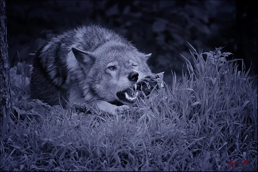Волк выходит ночью. Волк в ночи. Волк в лесу ночью. Волк вечером в лесу.
