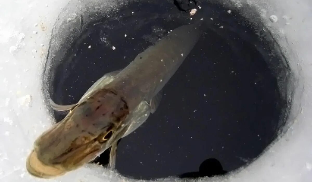 какие рыбы не впадают в спячку зимой. жизнь рыб зимой для детей. как зимуют рыбы. рыбы зимой подо льдом. рыбы зимуют.