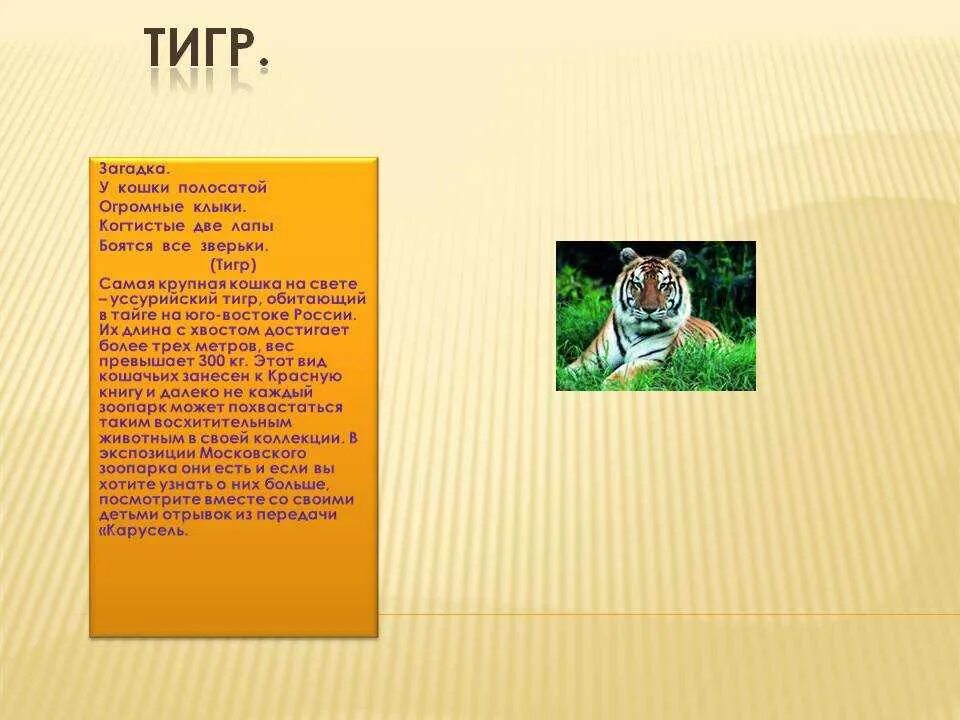 Энциклопедия про тигров. Загадки о тигре. Вопросы про тигров. Факты о тиграх. Карточки про животных с описанием.