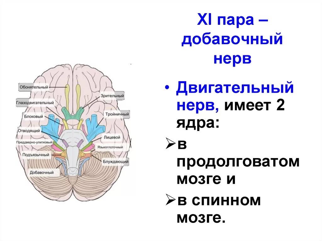 Спинно черепные нервы. 11 Пара черепных нервов добавочный нерв. Ядра 11 пары черепно-мозговых нервов. Ядра 11 пары черепных нервов. Ядра 11 пары ЧМН.