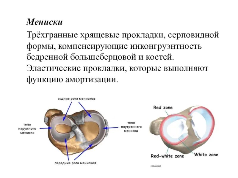 Структурные изменения мениска. Зоны мениска красные и белые.