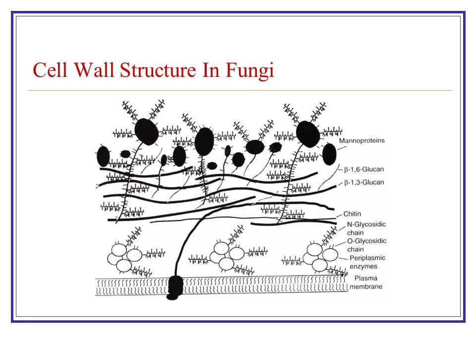 Fungal Cell Wall. Cell Wall structure. Fungi Cell structure. Схема клеточной стенки грибов.