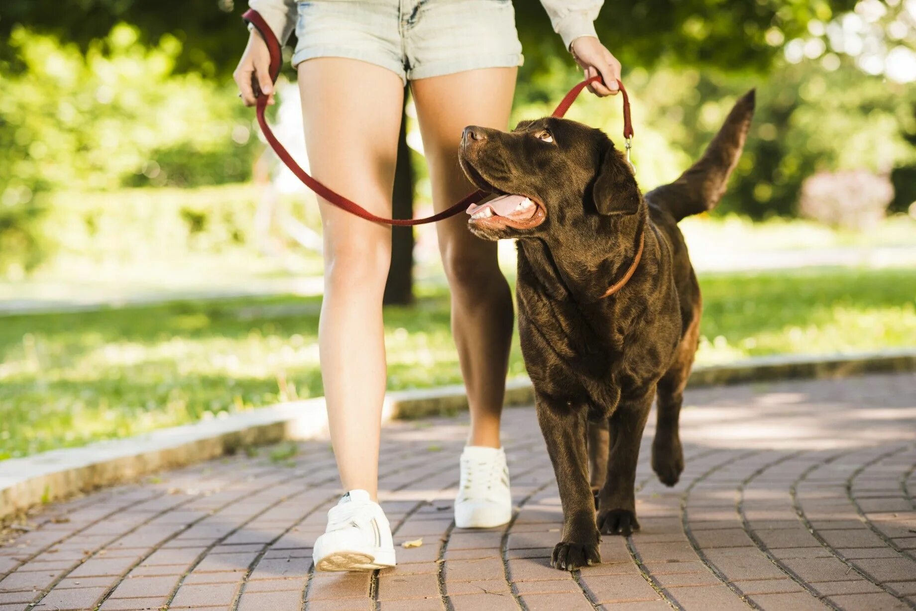 Women was a dog. Дог Волкинг. Поводок для собак. Прогулка с собакой. Щенок с поводком.