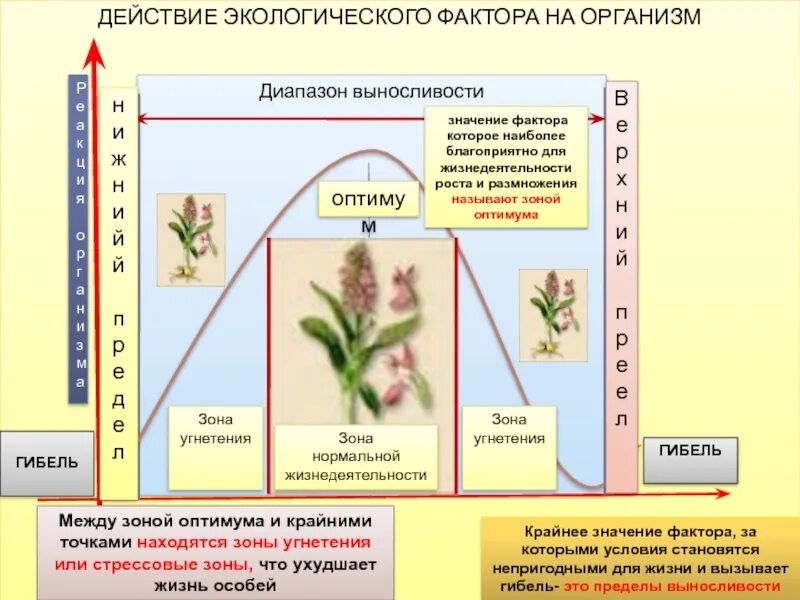 Влияние экологические факторы 9 класс биология. Воздействие экологических факторов на живые организмы. Действие экологических факторов на организм. Влияние факторов на организм. Влияние экологических факторов на организмы.