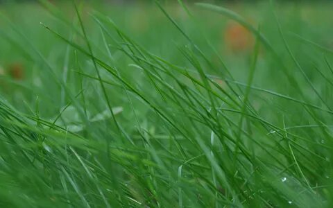 Обои grass