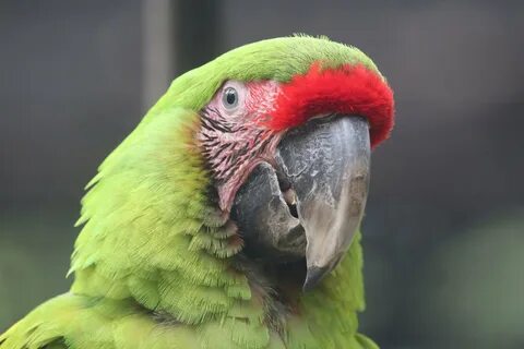 Ара мая