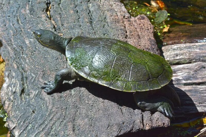 Turtle rise. Freshwater Turtle. Австралийская змеиношеяя черепаха фото.