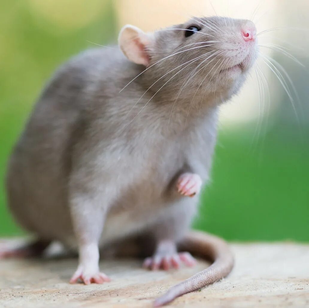 Мыши домашние животные. Декоративная крыса Дамбо. Серая крыса Пасюк. Вислоухая крыса Дамбо. Крысы Wistar.