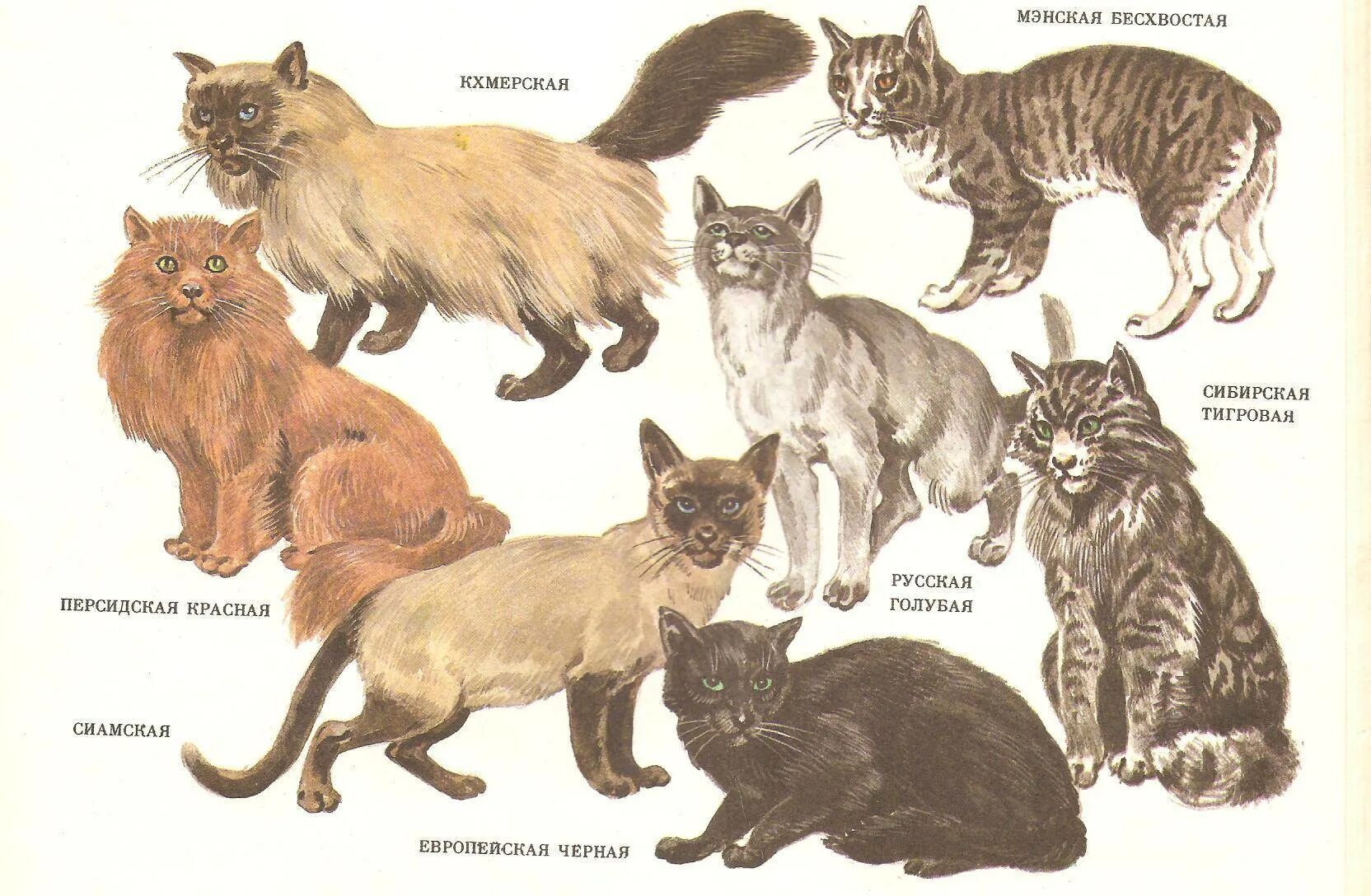 Породы кошек количество. Иллюстрация разные породы кошек. Определитель породы кошек. Породы кошек плакат. Породистые кошки рисунки.