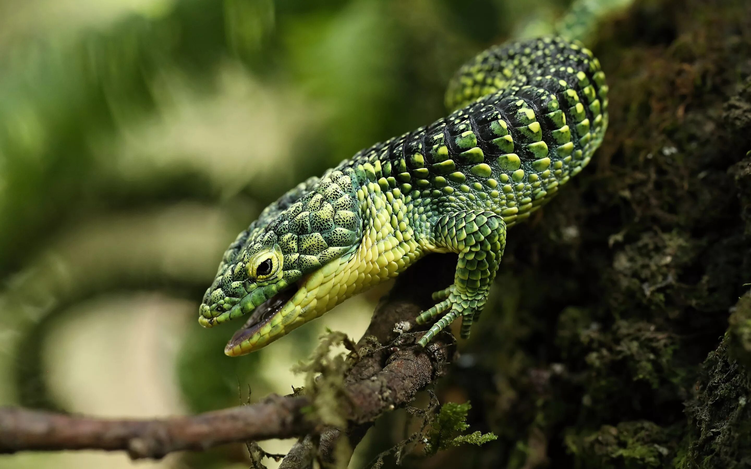 Abronia taeniata. Древесная Аброния. Гималайская агама ящерица.