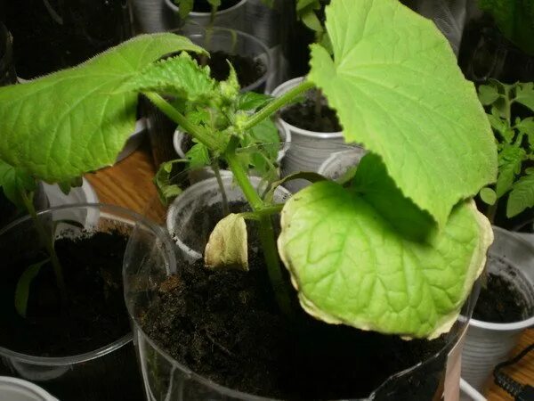 Лист огурца края сохнут. Скручиваются листья у тыквы. сохнут листья у рассады огурцов. перелив рассады огурцов. подсыхает лист у огурца.