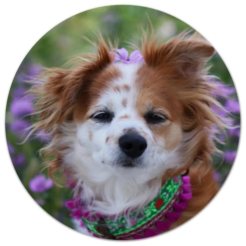 Бишон тори. Бишон фризе. Круглая собачка. Круглая собака. Круглые собачки.