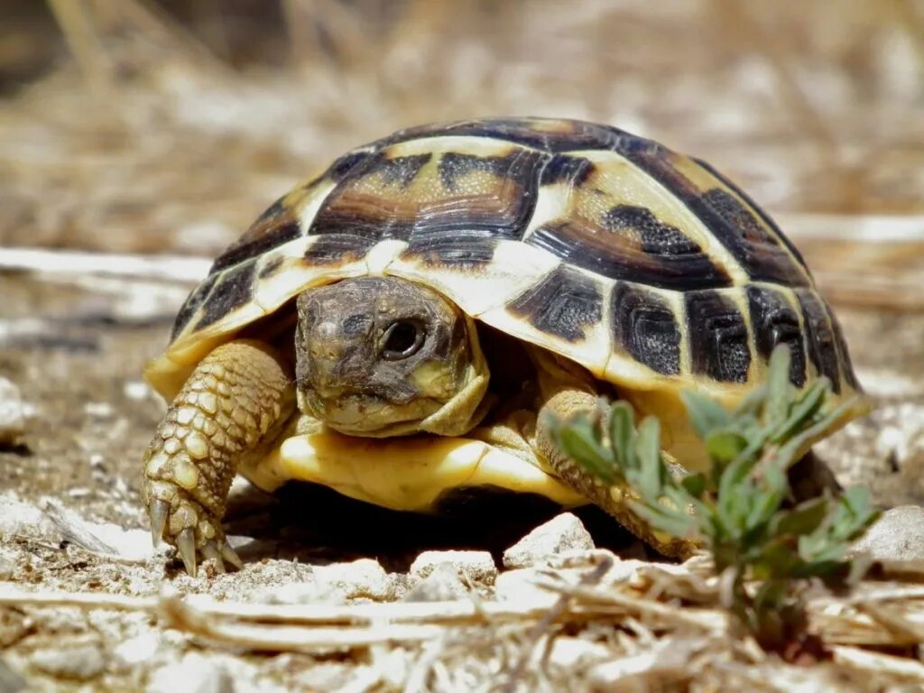 Черепахи москва сухопутная. Среднеазиатская сухопутная черепаха. Среднеазиатская черепаха Среднеазиатская. Сренеаззиаская черепа. Среднеазиатская черепаха Сухопутные черепахи.