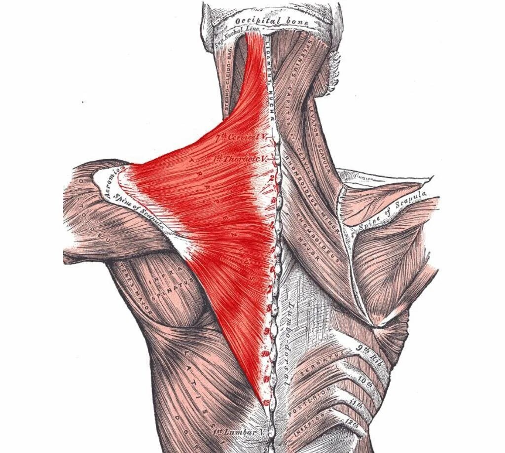 Верхняя трапециевидная. Малая ромбовидная мышца спины. Трапециевидная мышца (m. Trapezius). Ромбовидные мышцы спины анатомия. Латиссимус Дорси.