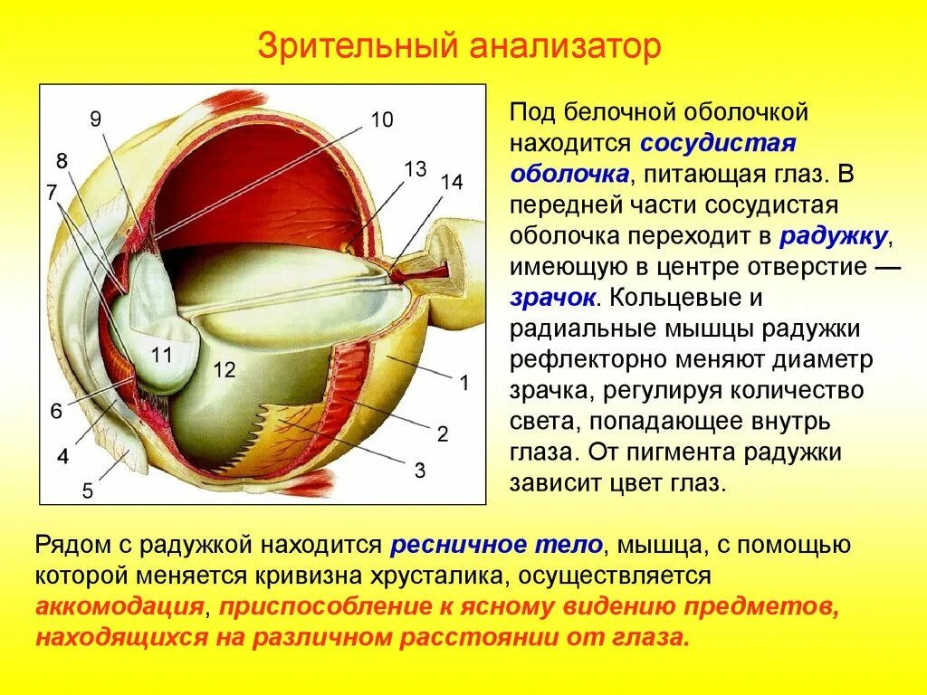 Отверстие в сосудистой оболочке. Зрительный анализатор строение анатомия. Части анализатора глаза. Анализаторы зрительный анализатор строение. Анализаторы глаза глаз строение глаза.