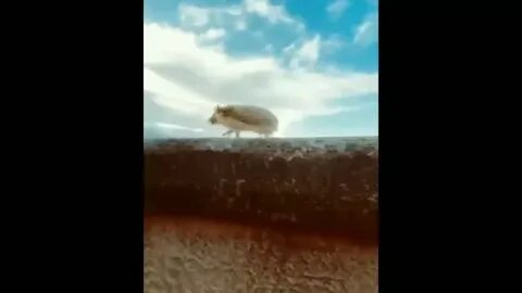Тыгыдык тыгыдык шабамын