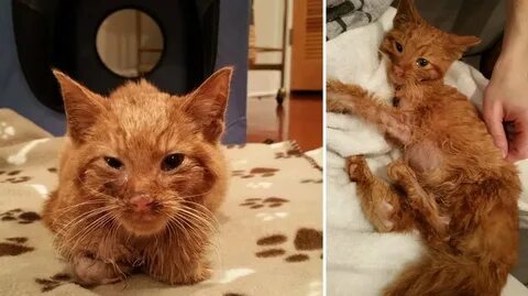 Коты переживают